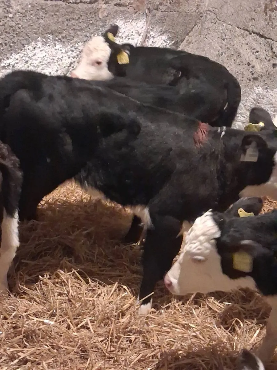 Hereford Heifers Calves - Image 4