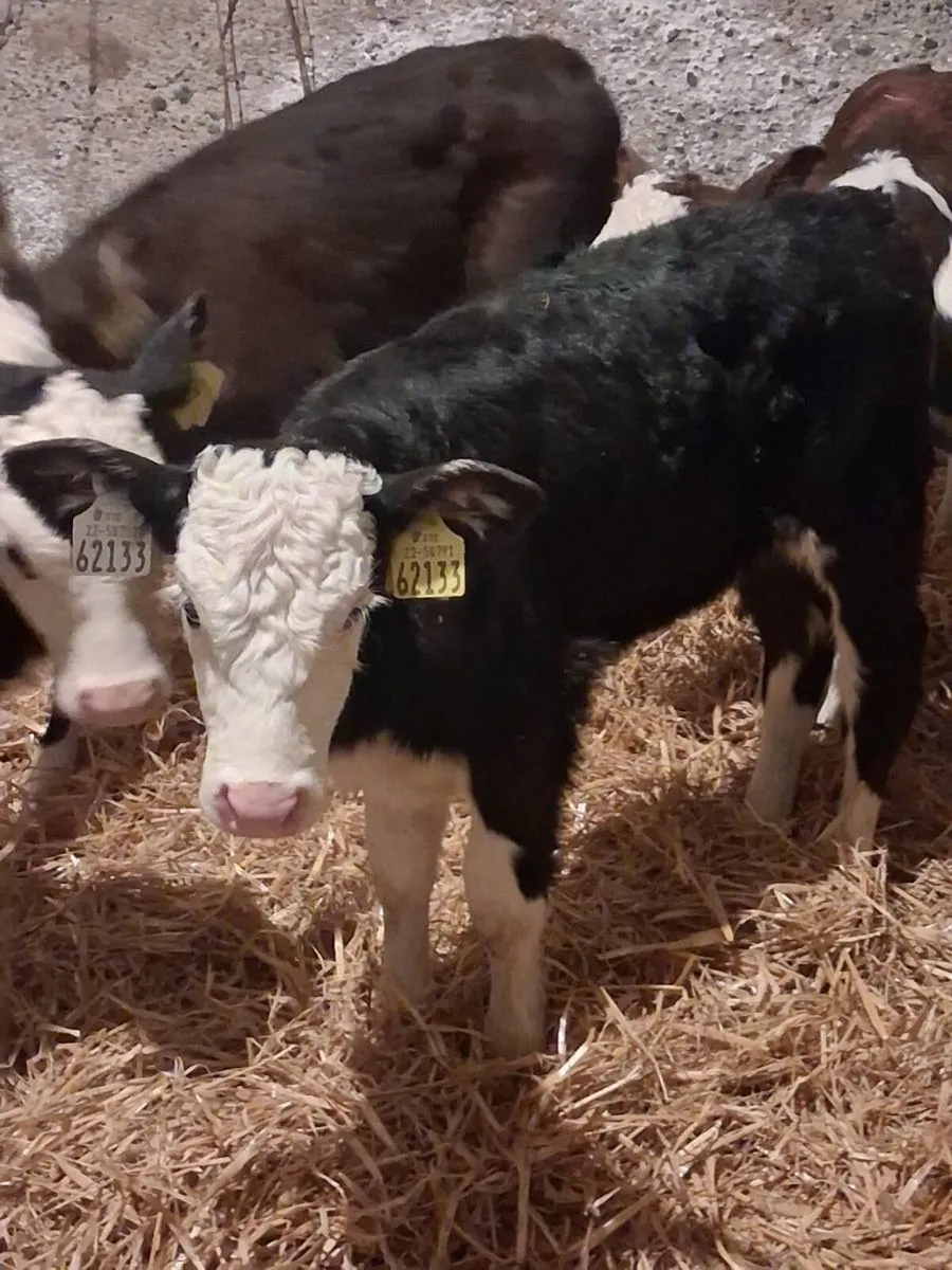 Hereford Heifers Calves - Image 1