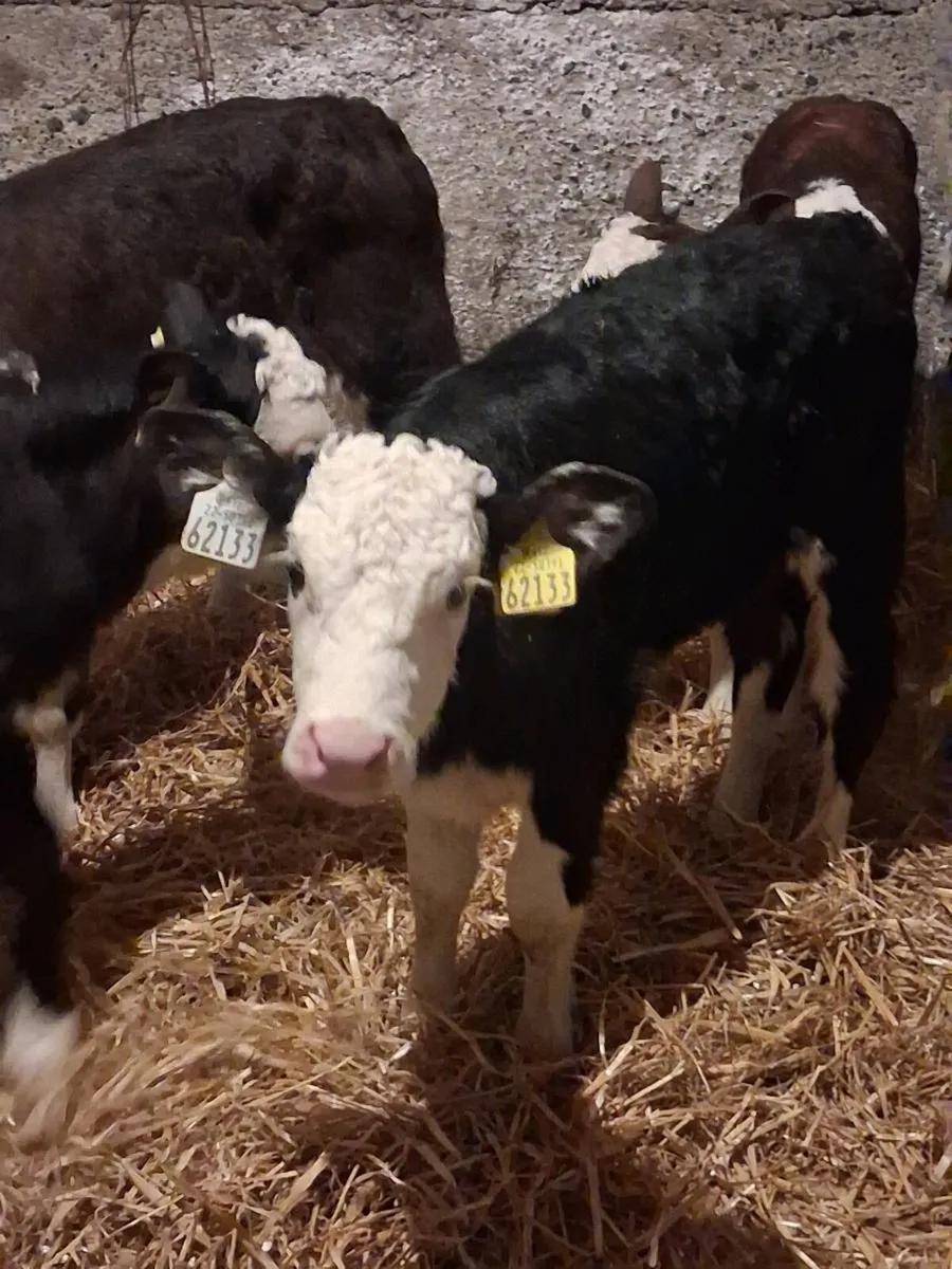Hereford Heifers Calves - Image 2