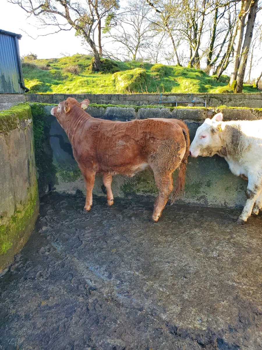 3 Pedigree Heifers - Image 3