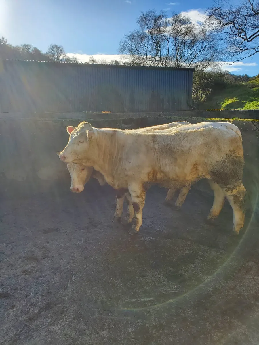 3 Pedigree Heifers - Image 4