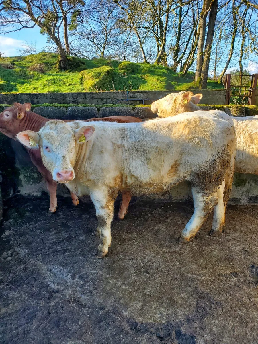 3 Pedigree Heifers - Image 1