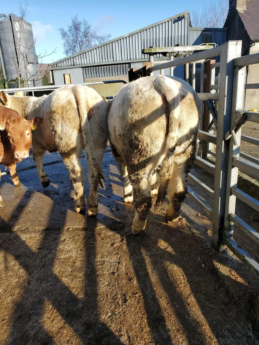 3 Pedigree Heifers - Image 2