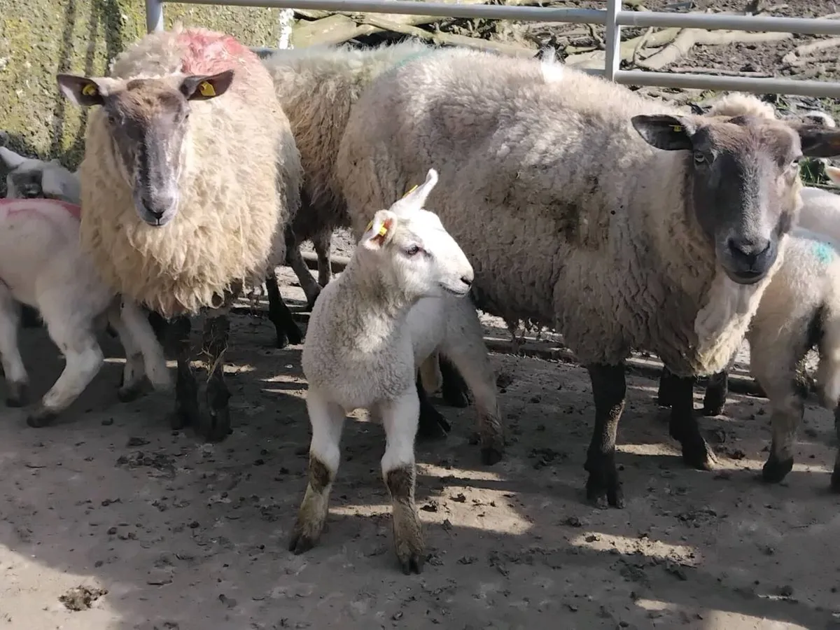 Ewes & Lamb's - Image 2