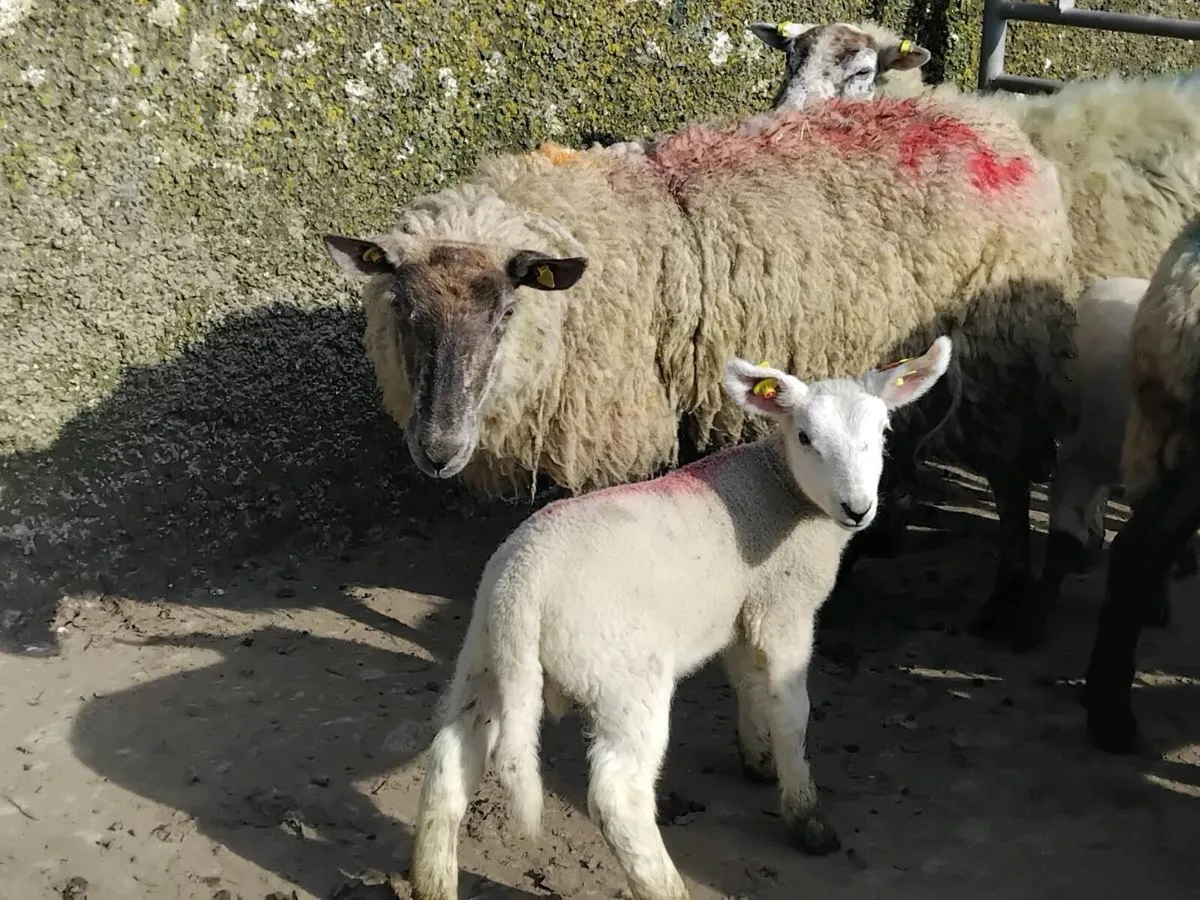 Ewes & Lamb's - Image 3