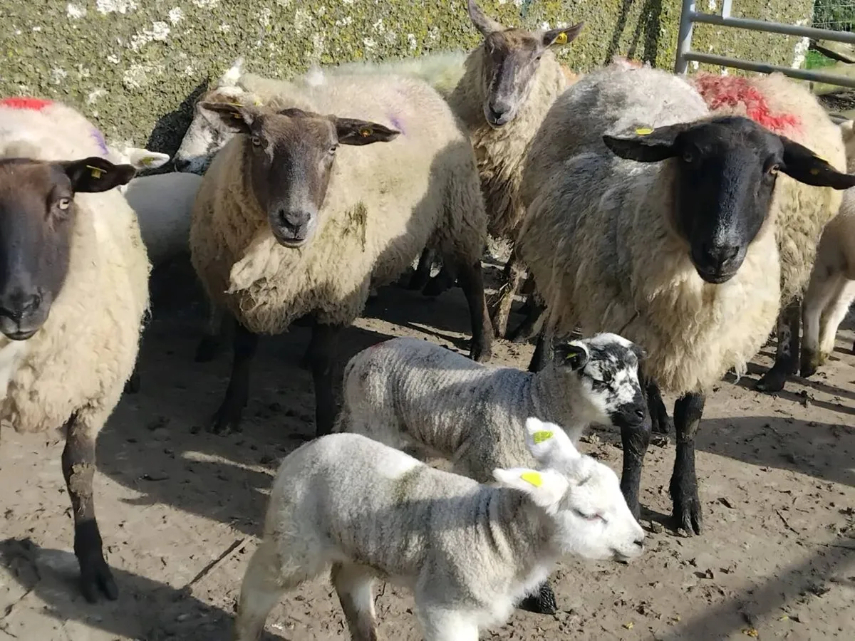 Ewes & Lamb's - Image 1