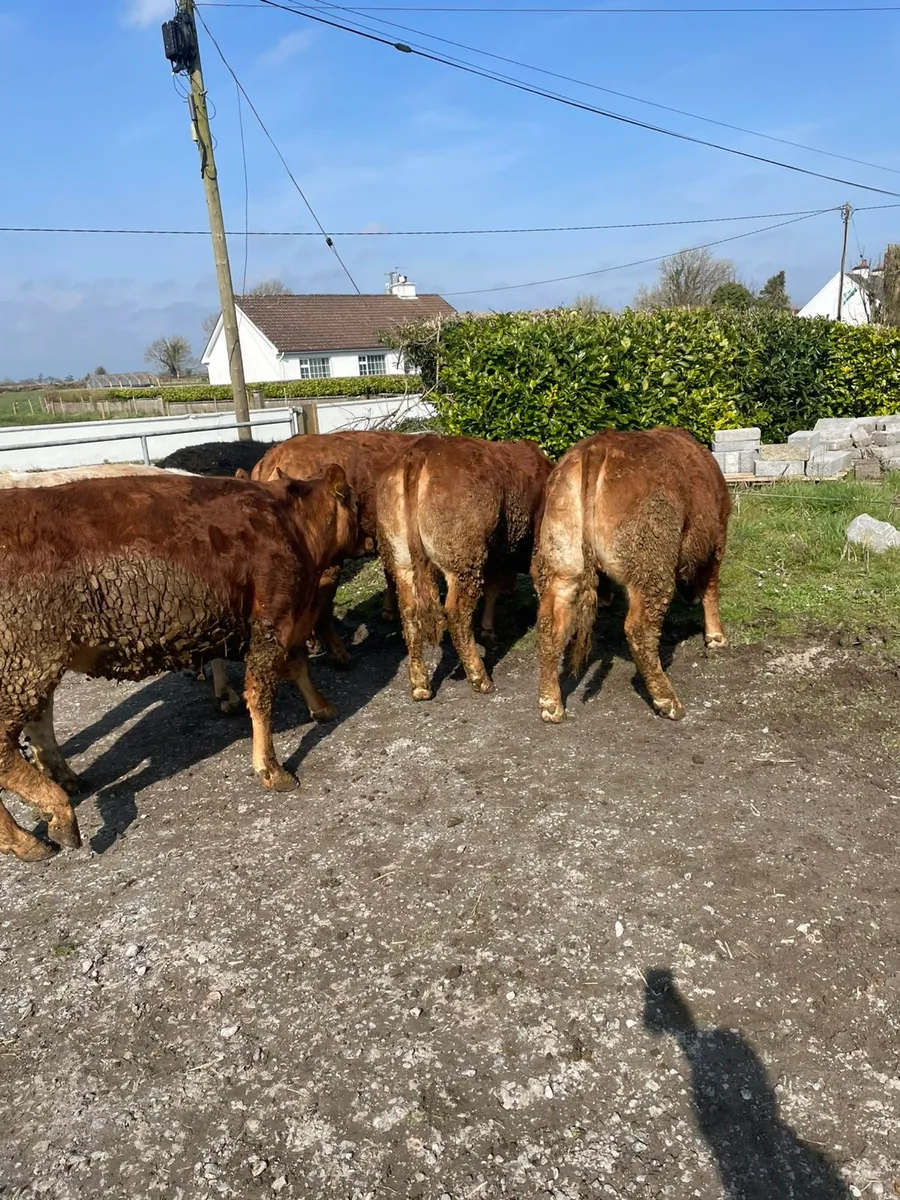 Heifers for sale - Image 3