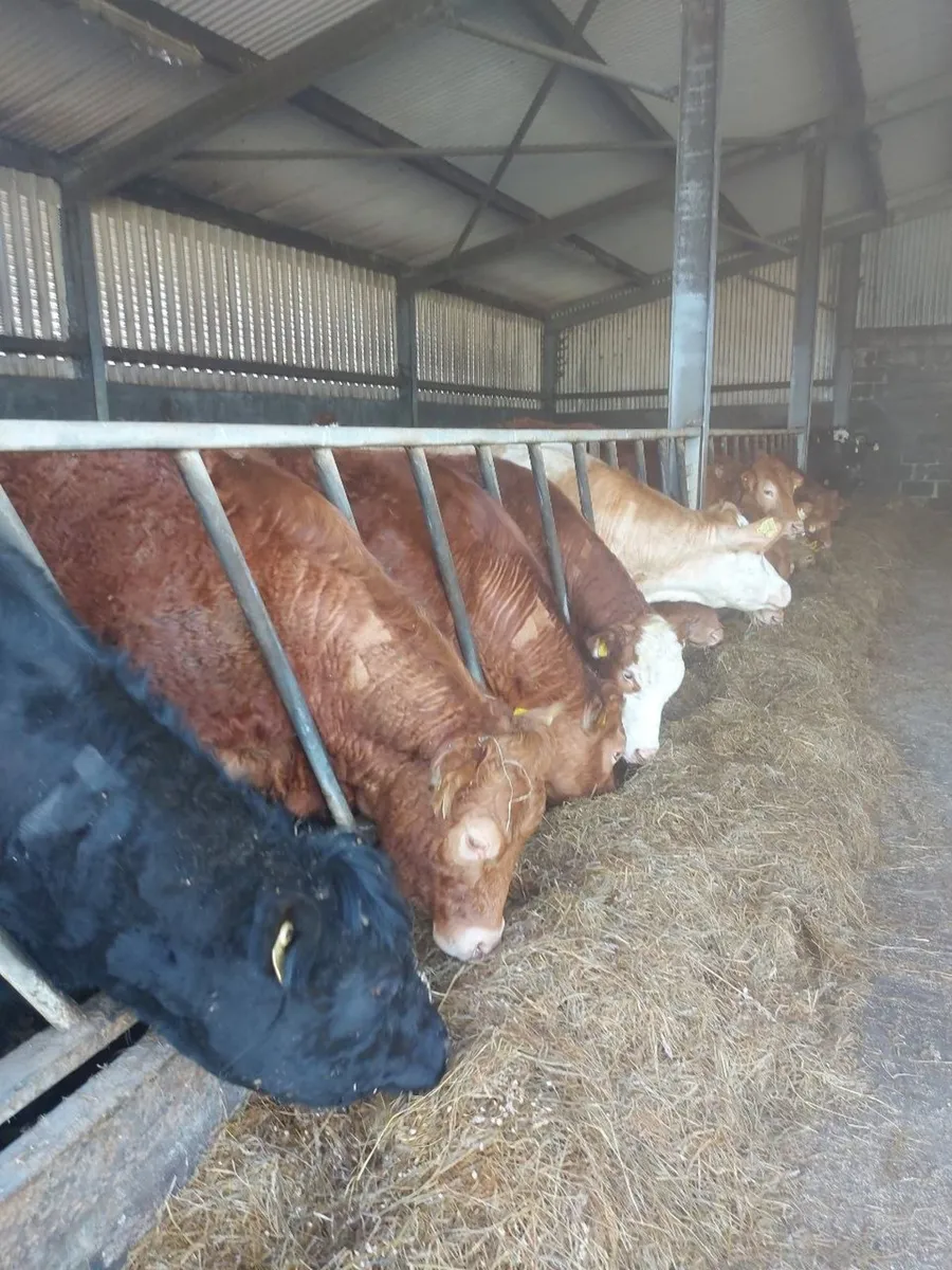 Heifers for sale - Image 4