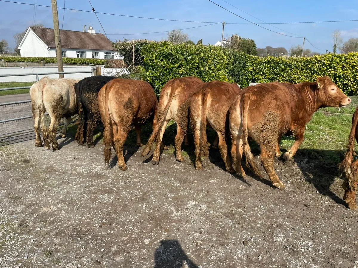 Heifers for sale - Image 1
