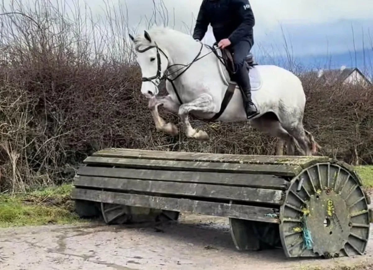 🌹14.2hh 5yo ConnemaraX Royale Cruise (Cruising)🌹 - Image 1