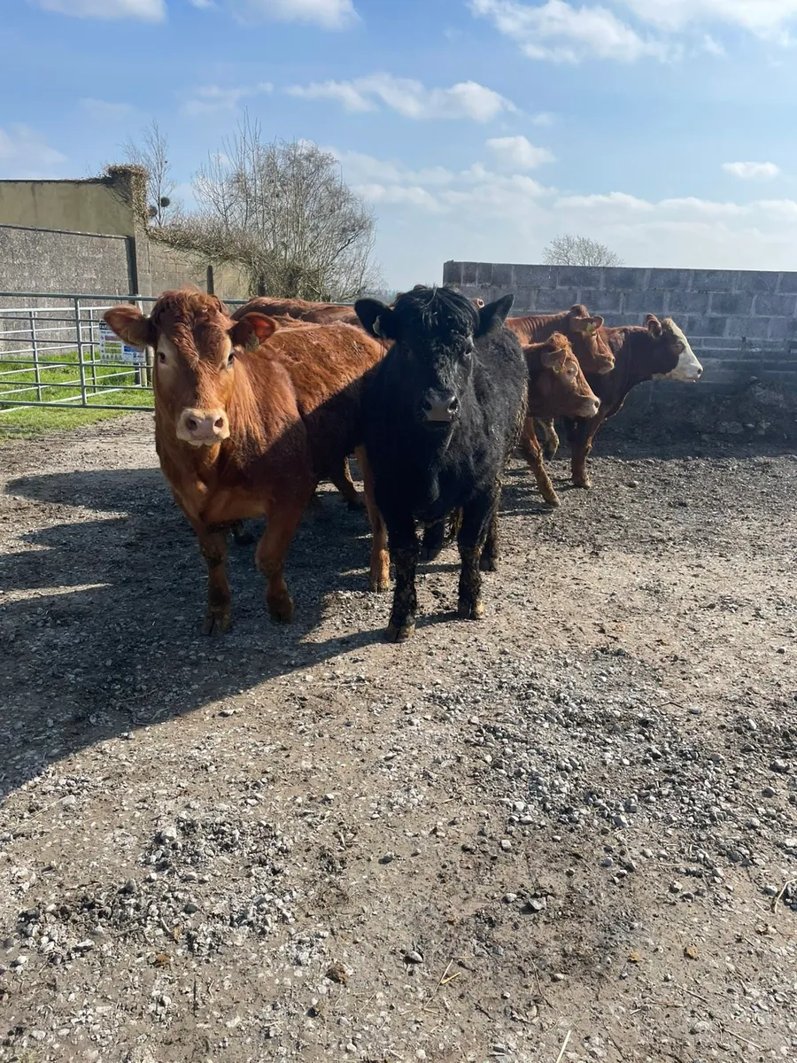 Heifers for sale - Image 2