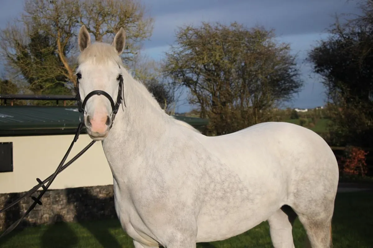 🌹14.2hh 5yo ConnemaraX Royale Cruise (Cruising)🌹 - Image 3
