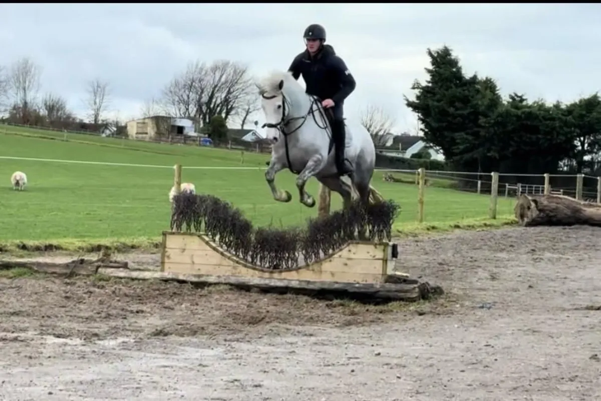 🌹14.2hh 5yo ConnemaraX Royale Cruise (Cruising)🌹 - Image 4