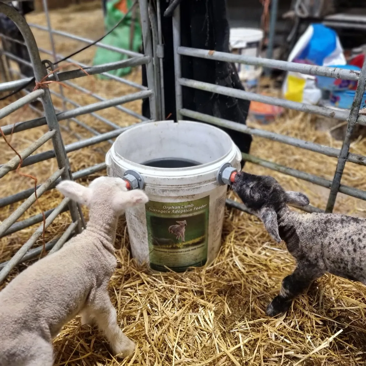 Pet Lambs 25/30 Euro - Image 1