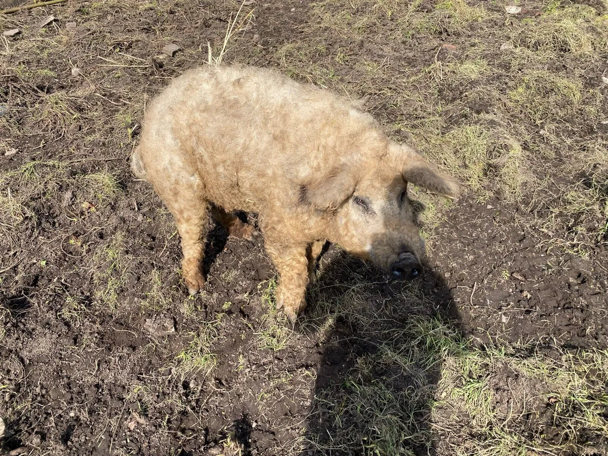 Mangalitsa Boar - Pig - Image 2