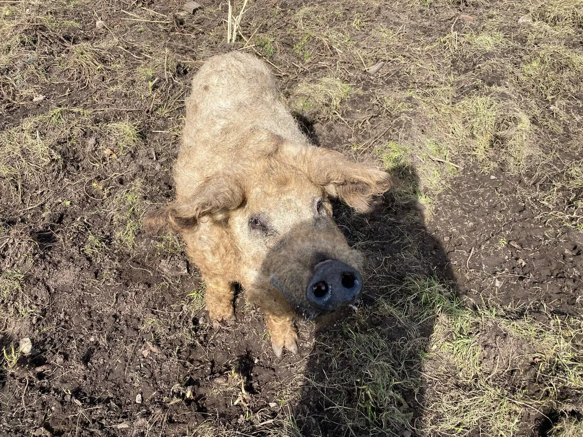 Mangalitsa Boar - Pig - Image 3