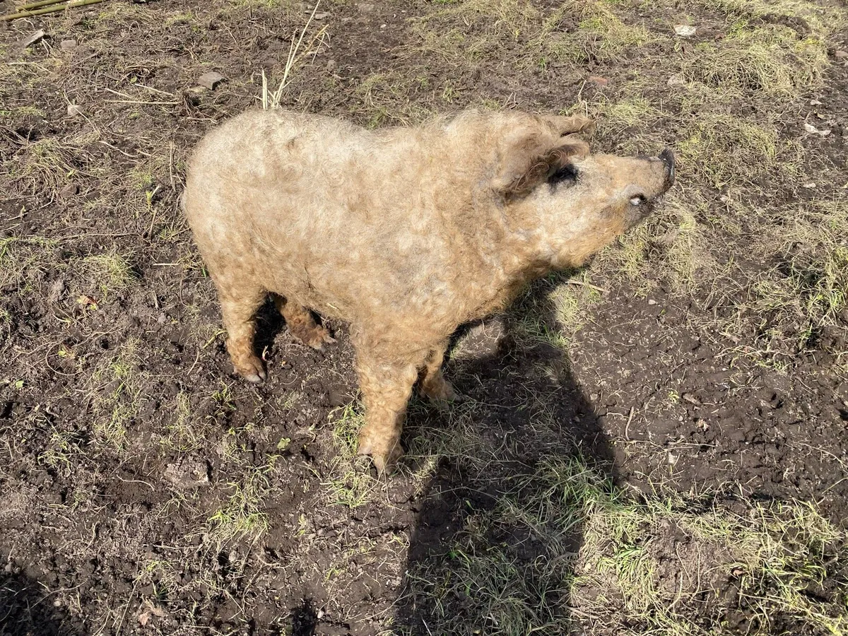 Mangalitsa Boar - Pig - Image 1
