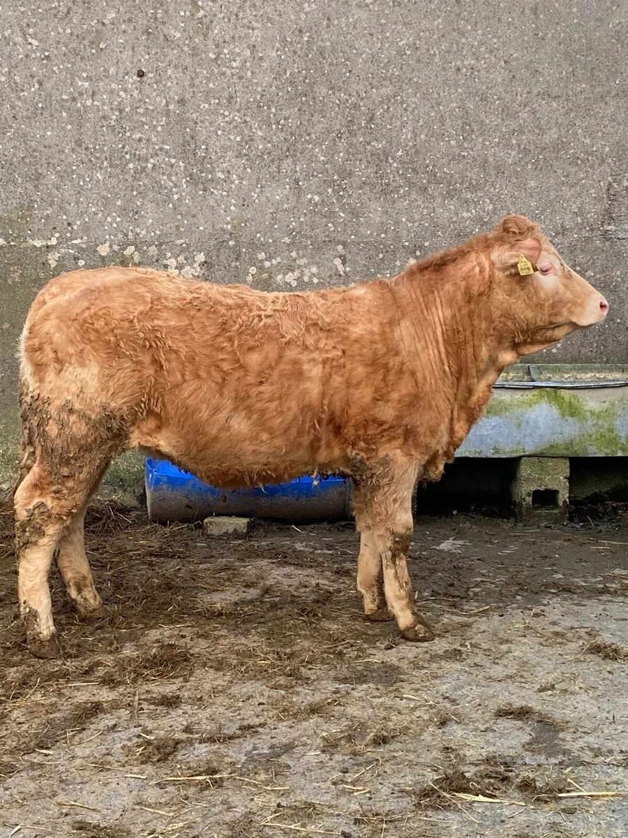 Weanling heifers - Image 1