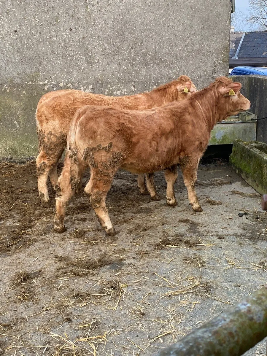 Weanling heifers - Image 2