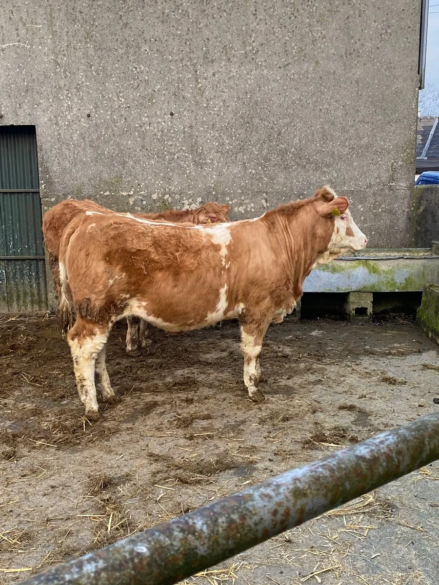 Weanling heifers - Image 3