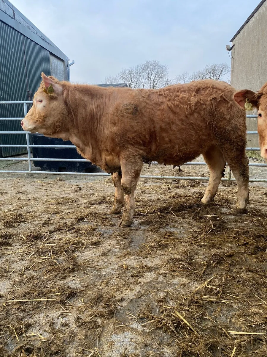 Weanling heifers - Image 4