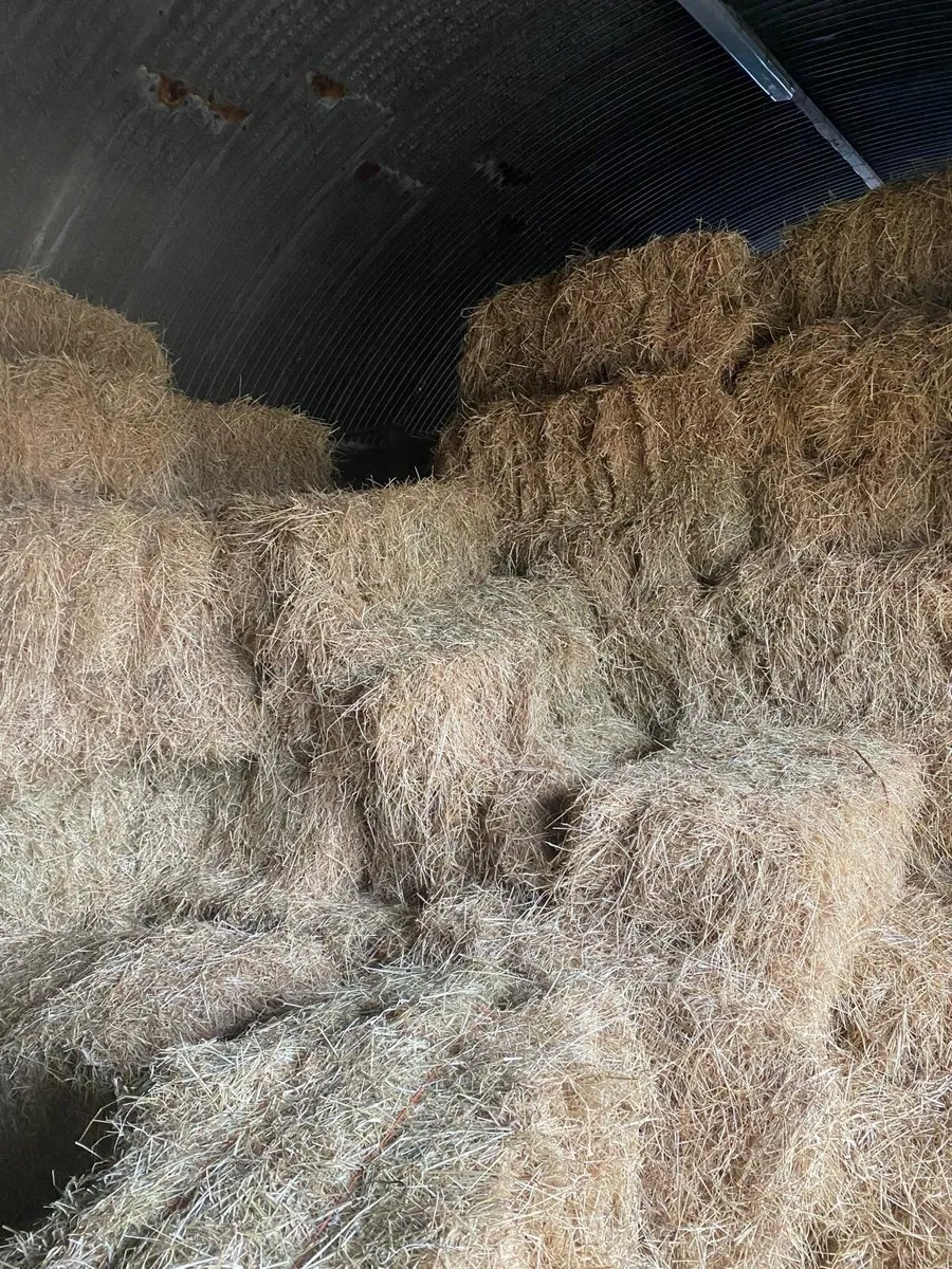 Small square bales of hay - Image 3