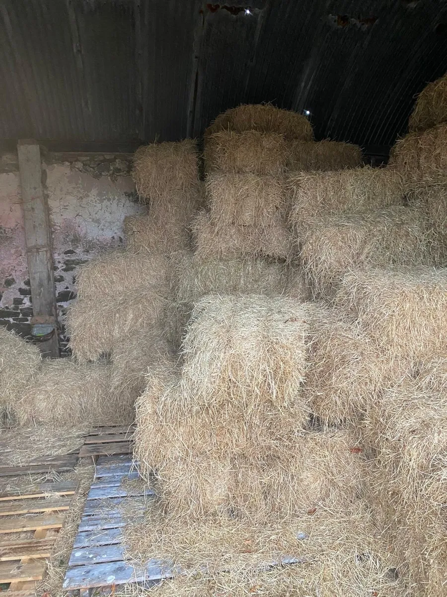 Small square bales of hay - Image 4