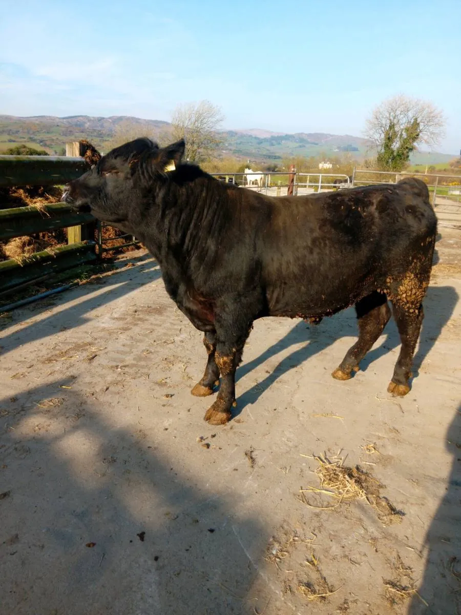 Pedigree Registered angus bulls - Image 2