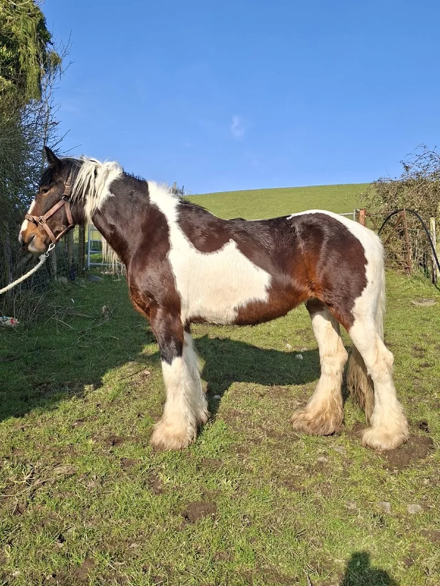 Cob Fillies - Image 3