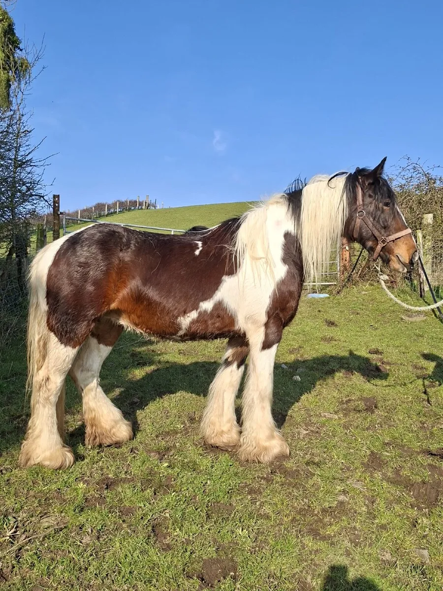 Cob Fillies - Image 4