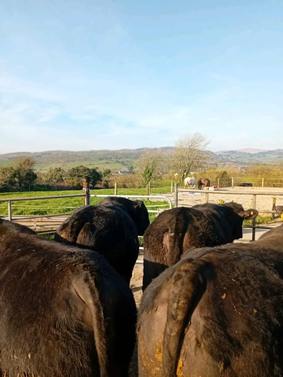 Pedigree Registered angus bulls - Image 1