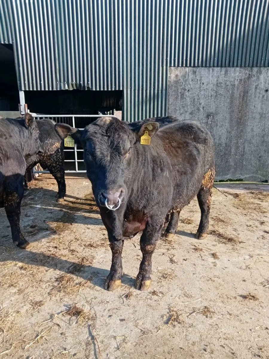 Pedigree Registered angus bulls - Image 4