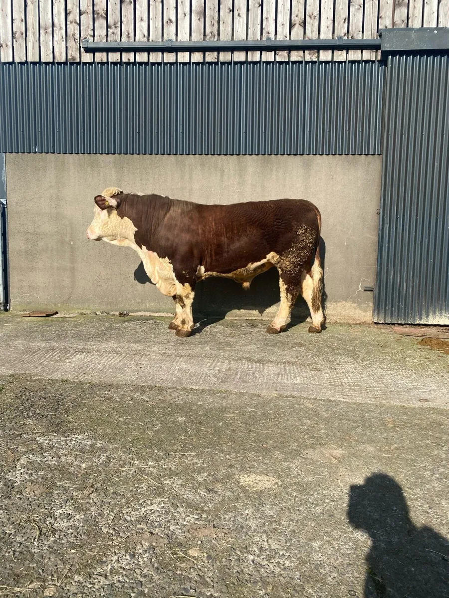 Pedigree Registered Hereford Bulls - Image 2