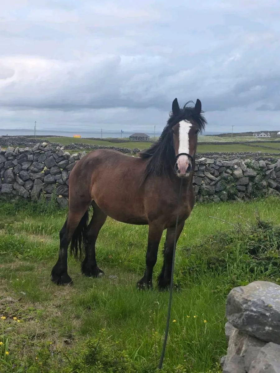 ### Molly is for sale! ### - Image 2