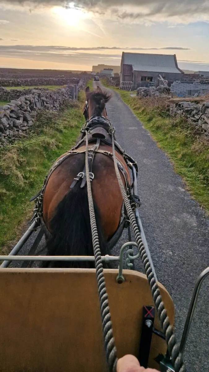 ### Molly is for sale! ### - Image 3