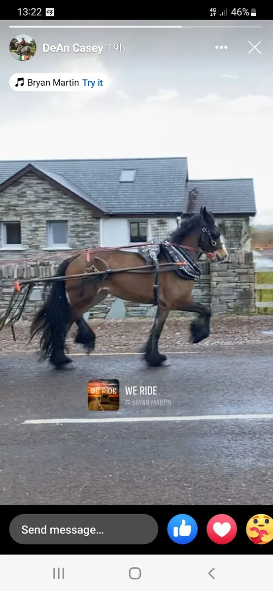 ### Molly is for sale! ### - Image 1