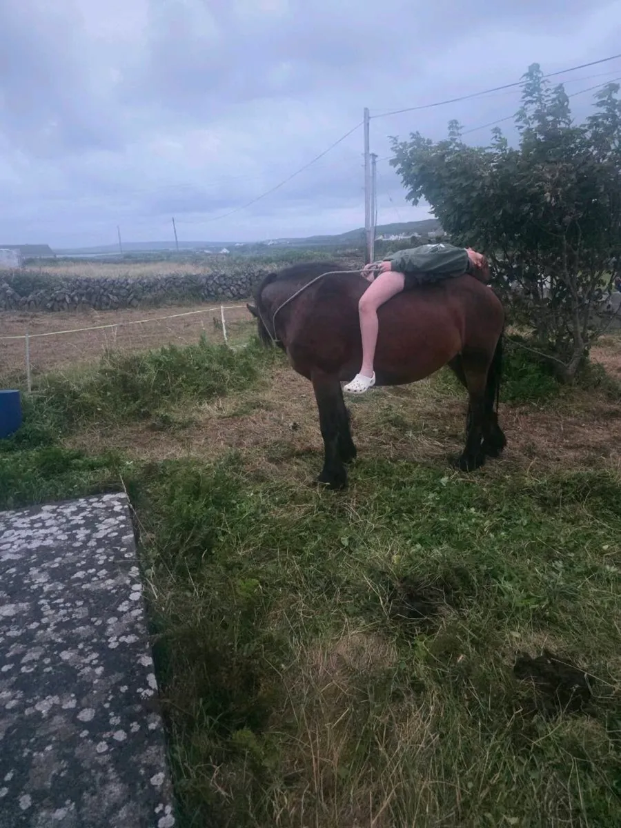 ### Molly is for sale! ### - Image 4