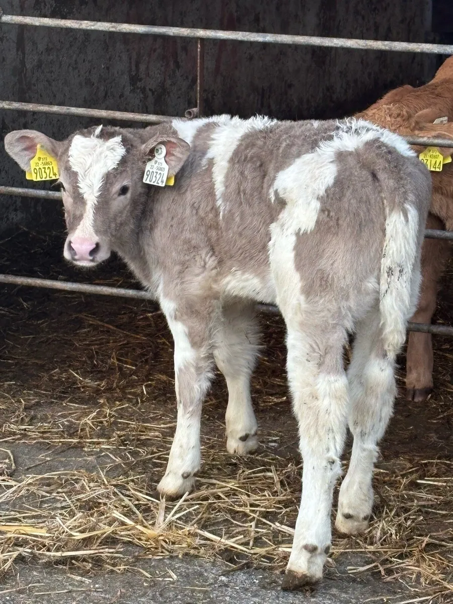❌ U-Grade Charolais Heifer❌ - Image 1