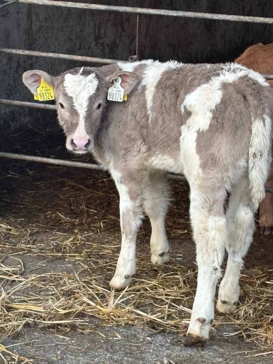 ❌ U-Grade Charolais Heifer❌ - Image 4