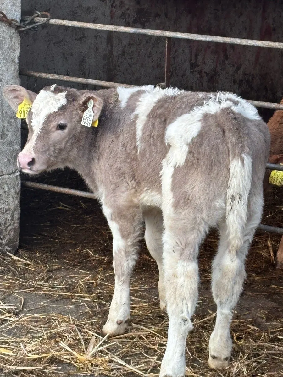 ❌ U-Grade Charolais Heifer❌ - Image 2
