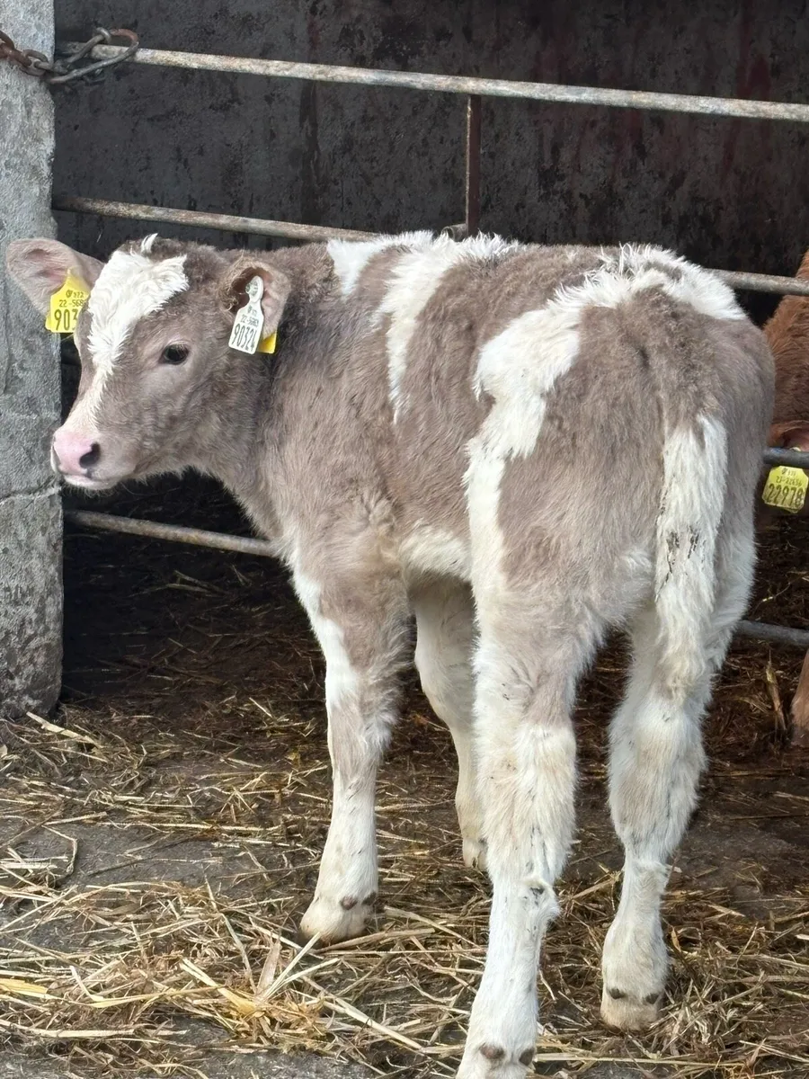 ❌ U-Grade Charolais Heifer❌ - Image 3