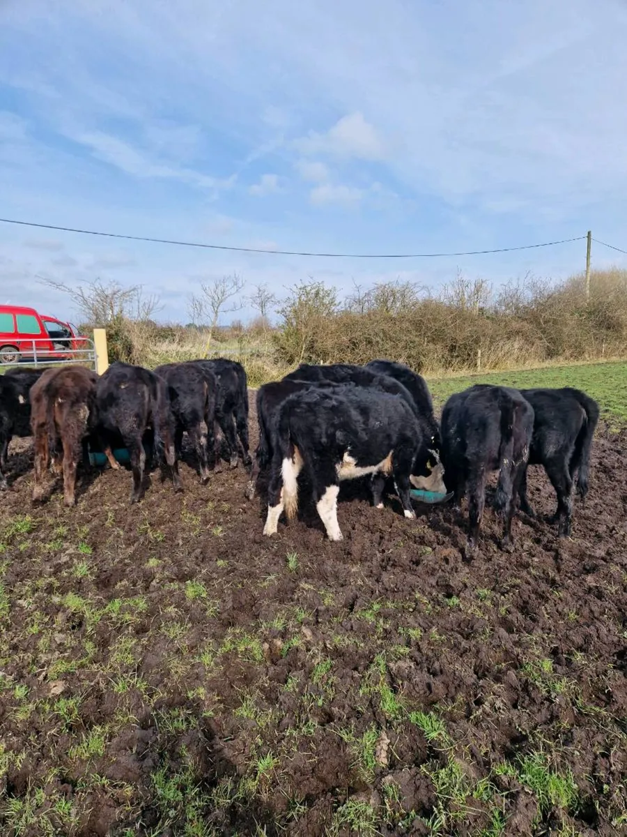 Angus weanlings - Image 1