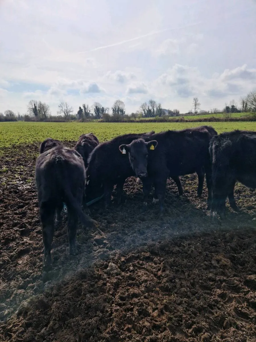 Angus weanlings - Image 2