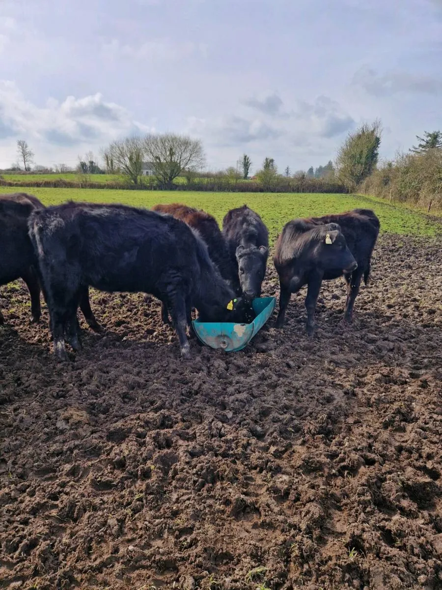 Angus weanlings - Image 3