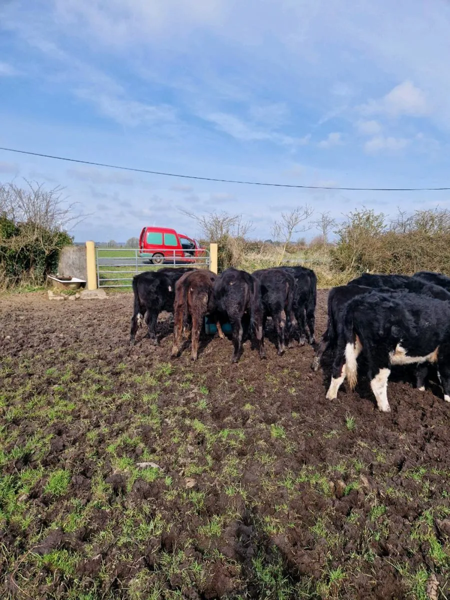 Angus weanlings - Image 4