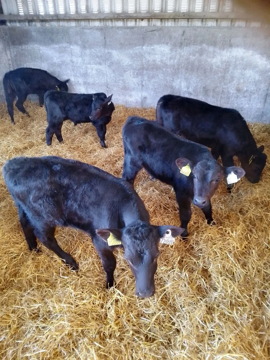 Angus Calves For Sale - Image 1