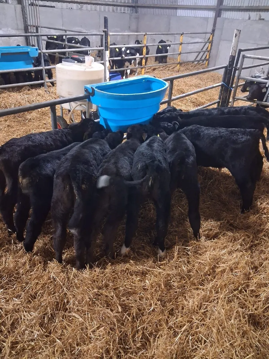 Angus Calves For Sale - Image 4
