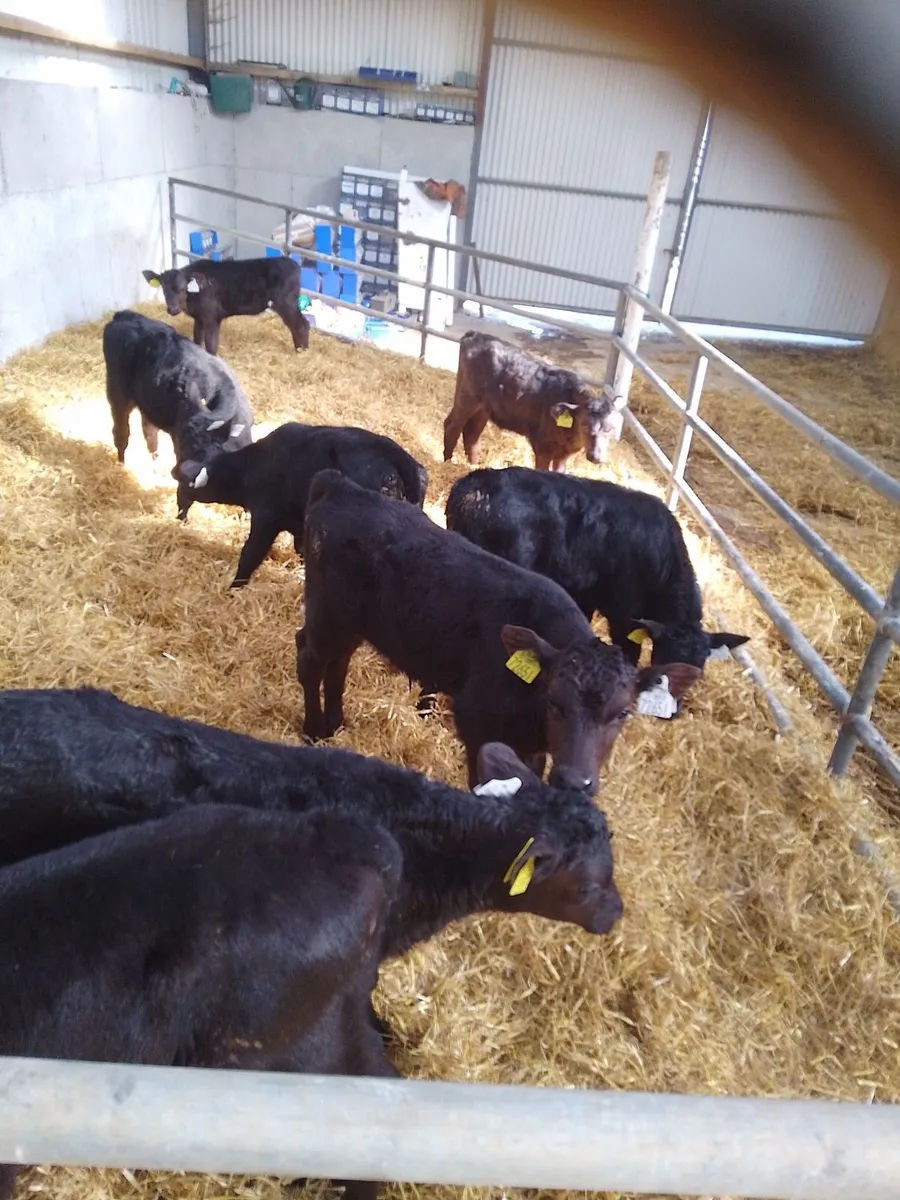 Angus Calves For Sale - Image 2