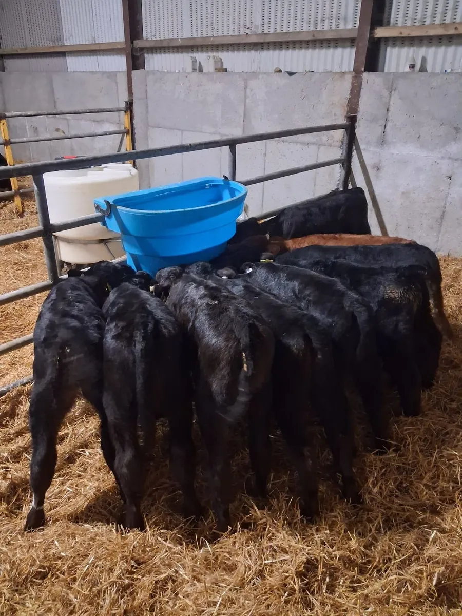 Angus Calves For Sale - Image 3