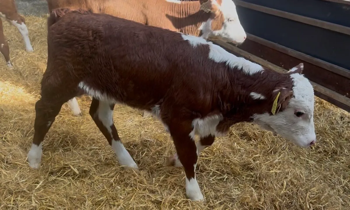 ❌red white head hefiers ❌ - Image 3